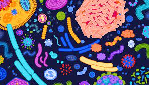 probiotic and image of your gut showing the bacteria 