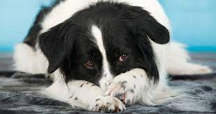 products that help our pets image of a white and black dog that just released smelly gas